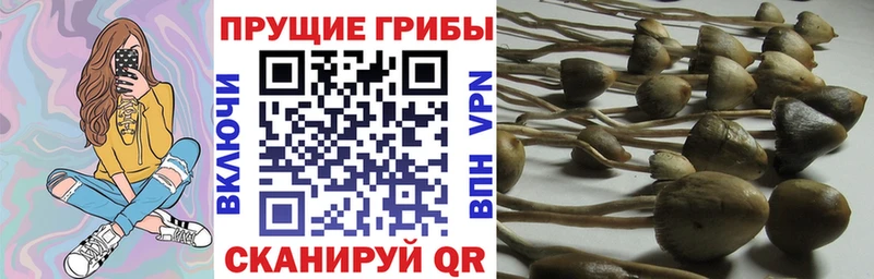 Псилоцибиновые грибы Cubensis сколько стоит Саратов